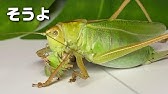 クビキリギスを飼うとこうなる イヤホン厳禁 Youtube クビキリギスを飼うとこうなる イヤホン厳禁 Youtube