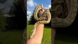 Celebrity Hypo Coastal Carpet Python Wealth