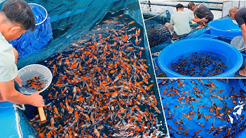 Bán CÁ KOI TOSAI giá tốt – Cá đẹp chuẩn trại Nhật, số lượng có hạn!