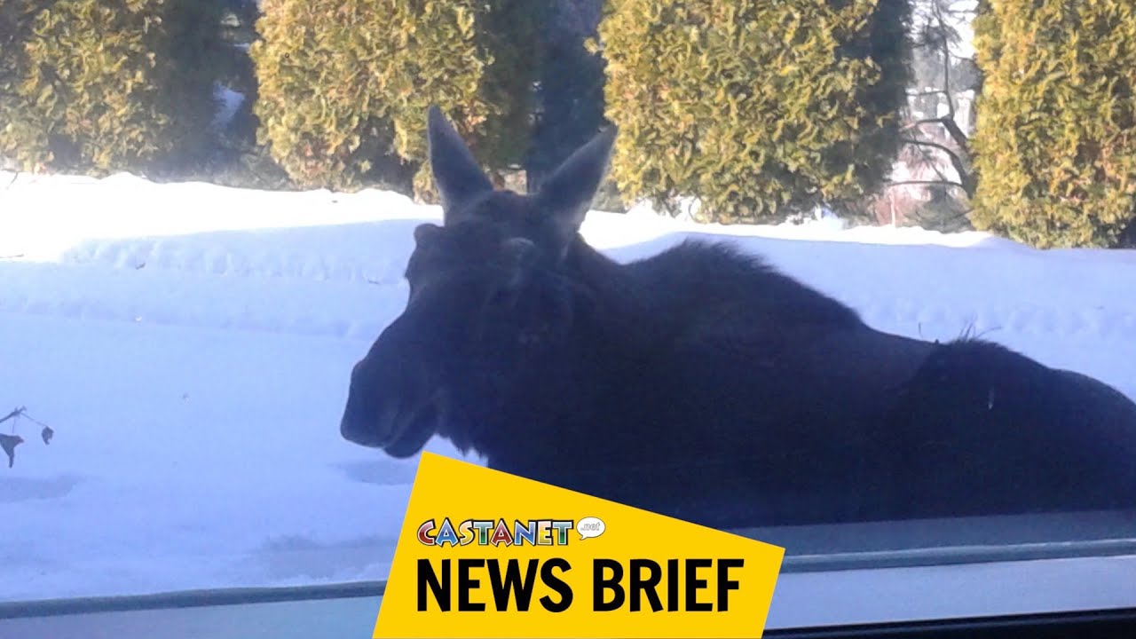 Moose hangs around - YouTube