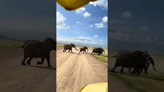 🌍 The Great Migration Journey 🦓 Millions of Animals on the Move! #shorts