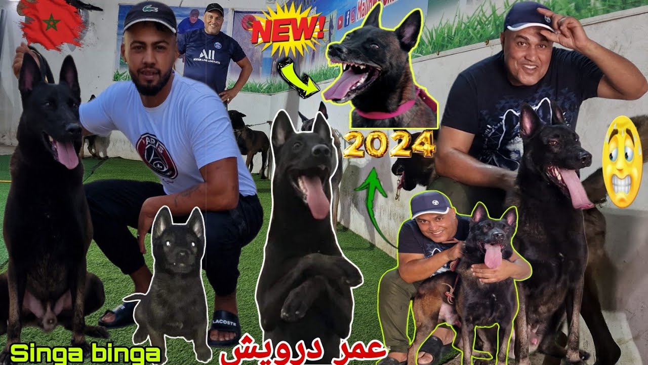 عشاق الاسطورة سلالة كايزار مع ✨عمر درويش✨ واحسن انواع الكلاب الحراسة وشراس 😱مالنيوا شاربون 💥الخيال 🔞