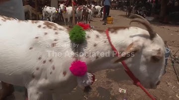 Muslims buy sacrificial animals for Eid al-Adha in India, Indian-controlled Kashmir and Bangladesh