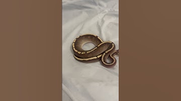 guess the Genetics of this Ball python!