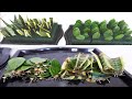 Floral Foam Propagation of Snake Plant and ZZ Plant Leaf Cuttings (Florist Wet Foam Experiment)