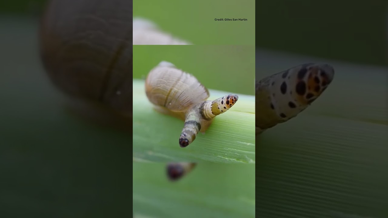 Zombie Snail Parasites