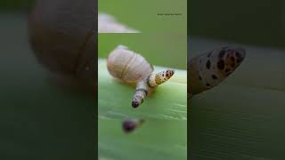 Zombie Snail Parasites
