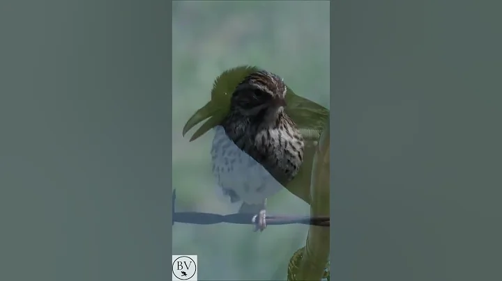 Birding Rangeland Rd. in Ramona, CA