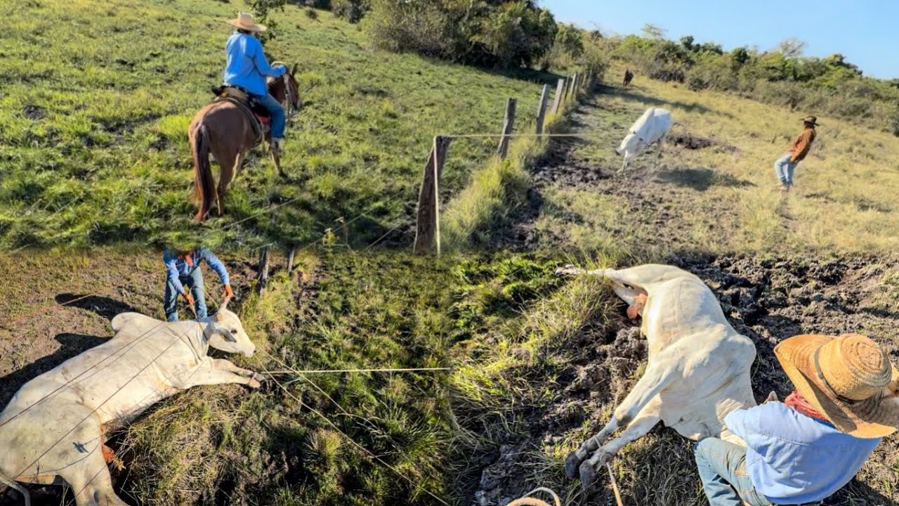 Nelore Bruto Travou na Porteira – Só na Força do Laço pra Passar!”