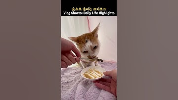 22살 노묘 츄르+약 타임!_ 22-YO Senior Cat: Churu + Pills!