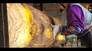 13【製材】黄檗 キハダ 　鮮烈な黄色の皮の中に眠る杢目はいかにPhellodendron amurense　Sawing