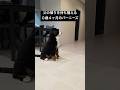 父の帰りを待つバーニーズ #0歳4ヶ月 #バーニーズマウンテンドッグ #大型犬