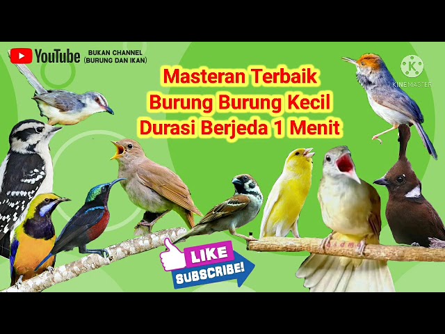 Masteran Burung Kecil Terbaik Jeda 1 Menit || 10 Masteran Kombinasi Burung Kecil class=