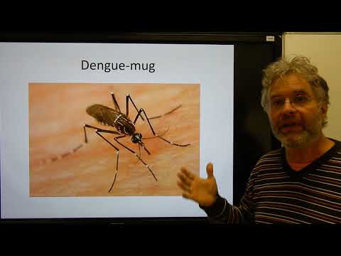 Video: Honingdas is een roofdier. Beschrijving van het type en gedrag