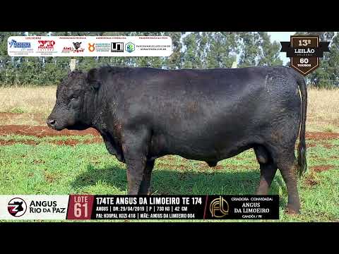 LOTE 61 174 TE ANGUS DA LIMOEIRO