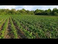 Как сработал гербицид на кукурузе?