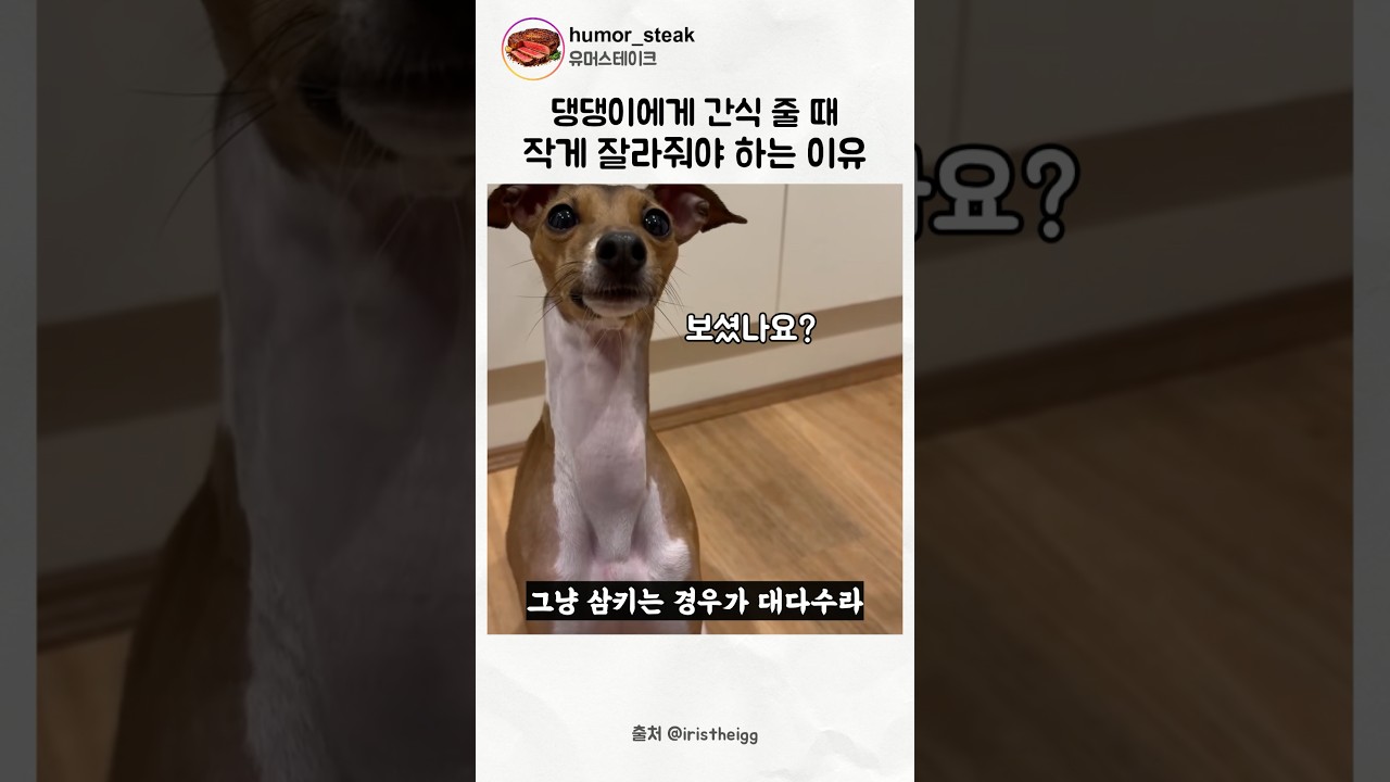 간식 줄 때 작게 줘야하는 이유