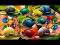 Wadidaw!! Hunting and catching snails, little snail, cute snail, siput, keong, bekicot, kelomang