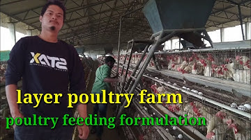 layer poultry farm | poultry feeding formulation | feed trolley feeding system