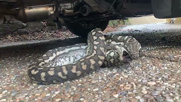 Time-lapse of a carpet python eating a bat