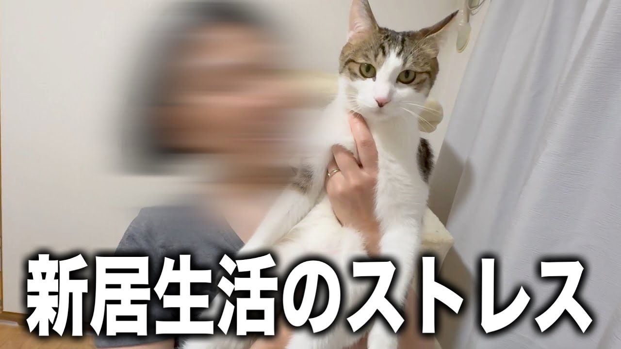 ニャンコたちと新居に引っ越してきてドラブル続きのストレスで爆買い
