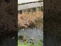 Crow cawing at me #bird #birds #nature #pond #wildlife #trail #wild #photography #viral #crow