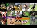 Top 5x3 animals mashups e3  31  45