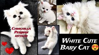 White Cute Baby Cat 🤍🐾😍 !! White Kitten How Innocent Looks Her! 🥺