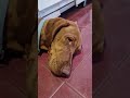 Dogs are social Being,  like HUMANS are. #14