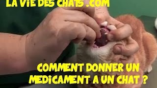 Voici comment donner un médicament à un chat