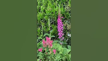 Thumbnail of FOXGLOVES 🌸 (from the flower fields)