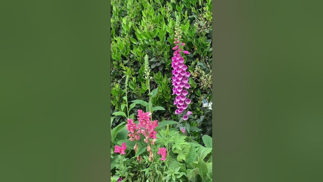 FOXGLOVES πΈ (from the flower fields) FOXGLOVES πΈ (from the flower fields)