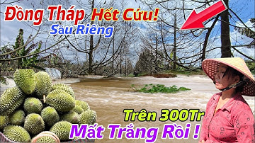 Chấn Động Miền Tây Lũ Về Kỷ Lục Ngập Vườn Sầu Riêng C,hết Hàng Loạt Mất Trắng Hàng Trăm Triệu