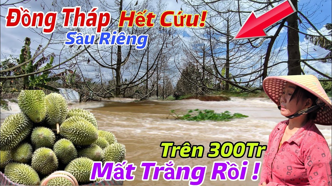 Chấn Động Miền Tây Lũ Về Kỷ Lục Ngập Vườn Sầu Riêng C,hết Hàng Loạt Mất Trắng Hàng Trăm Triệu