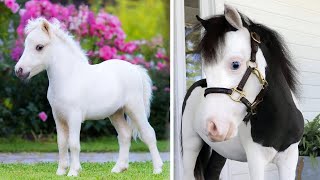 Cute And funny horse Videos Compilation cute moment of the horses Cutest Horse #13 YouTube 720p