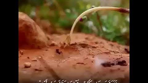 القارئ اسلام صبحي || حتى إذا اتو على وادي النمل || سورة النمل إسلام صبحي