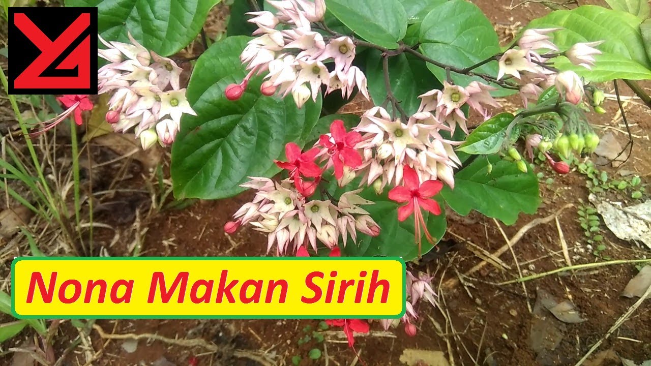 [HD1080p] Tanaman hias bunga Nona Makan Sirih (Clerodendrum thomsoniae