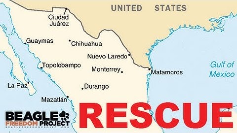 Beagle Freedom Project TEX-MEX Rescue - July 8th 2014