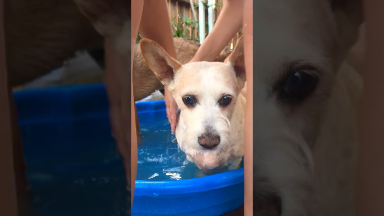 Cute Dogs Cooling Off in Pool For Summer Heat!