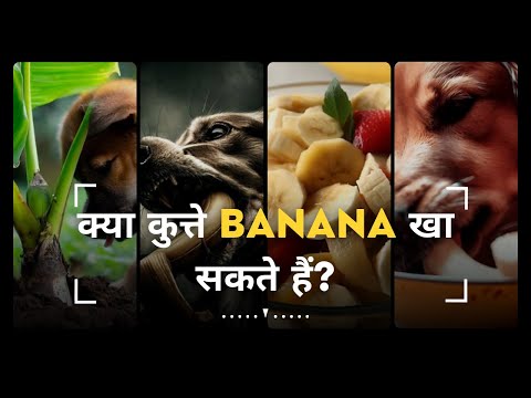 वीडियो: क्या कुत्ते स्कैलप्स खा सकते हैं?