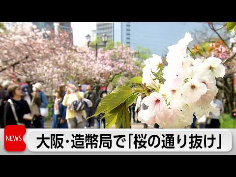 331本 140品種の桜を観賞　大阪・春の風物詩「桜の通り抜け」始まる