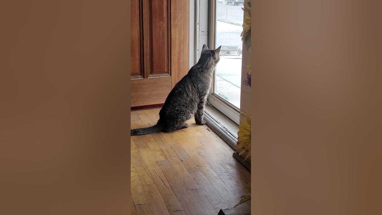 My cat is scared of the outside world. YouTube