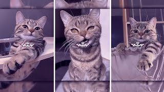 PRESET AM TERBARU || DI BAWAH 5MB & XML || JJ SOFT SPOKEN || DJ MANGU 😋✌🏻 screenshot 5