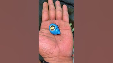 The cutest shiny hermit crab I