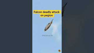 Sky Hunter Strikes! Falcon vs Pigeon #shorts #youtubeshorts #falcon #pegion