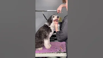 How I became a dog groomer!