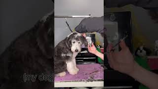 How I became a dog groomer!