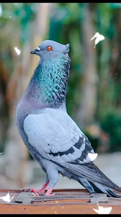 merpati jambul 🕊️🕊️#merpatiku #pigeon #remix
