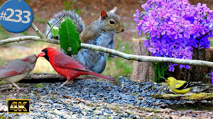 TV for Cats 😻 12 Hours of Birds 🐦 Squirrels 🐿 Uninterrupted Cat TV @LensMyth