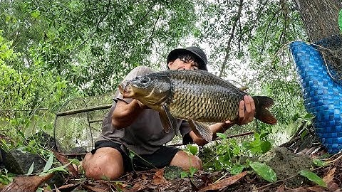 Kéo lờ lên mà run tay!!! Cá CHÉP KHỦNG mắc lờ ở AO HOANG sau một đêm mưa lớn